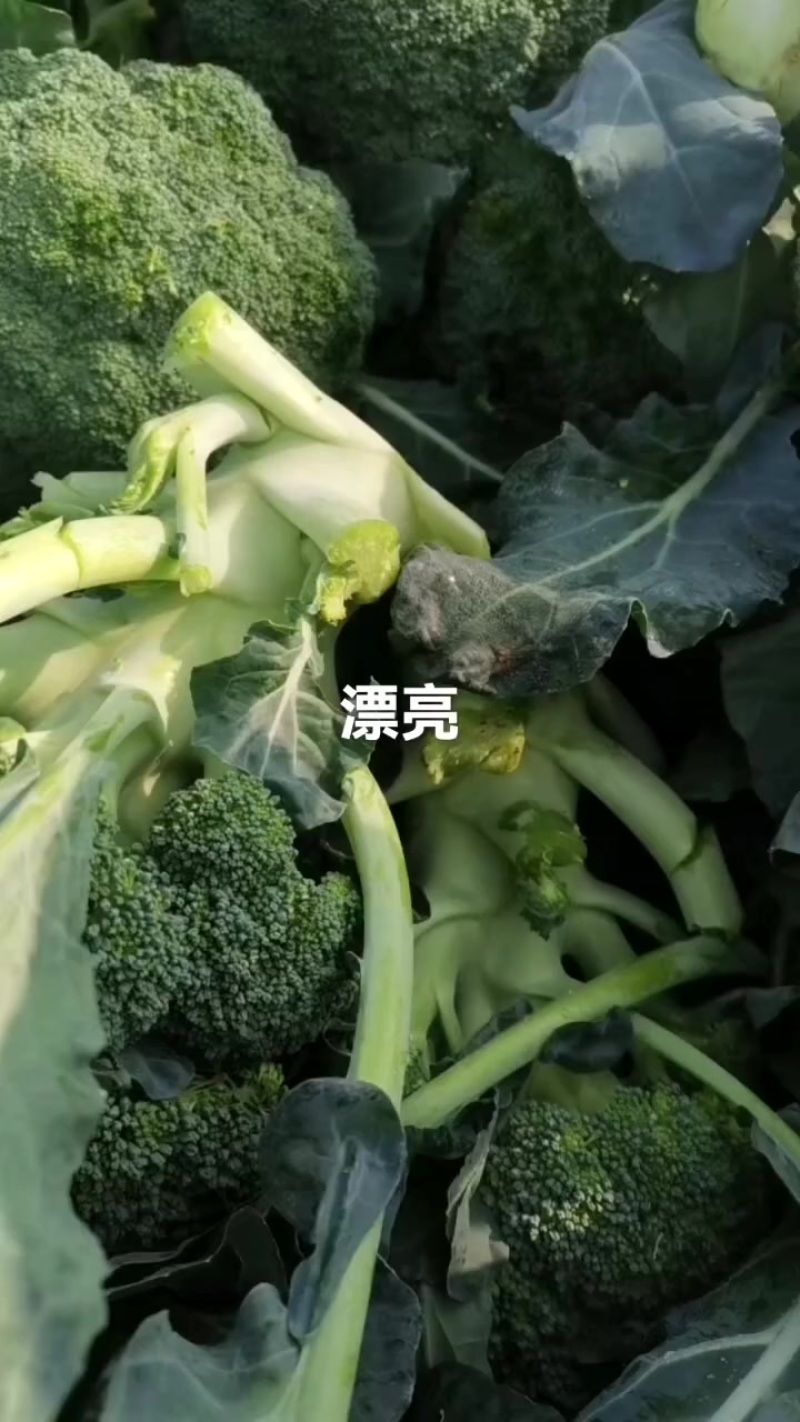 耐寒优秀西兰花