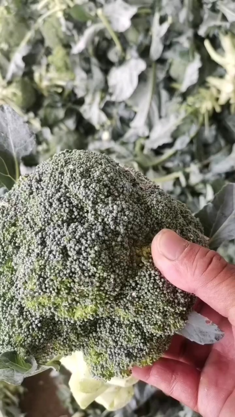 耐寒优秀西兰花