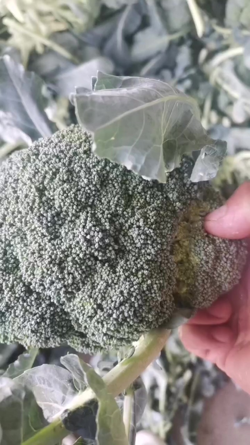 耐寒优秀西兰花