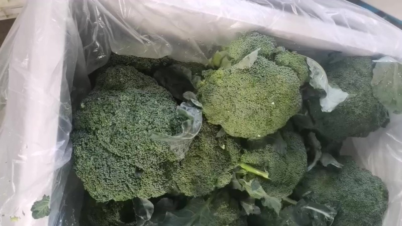 耐寒优秀西兰花