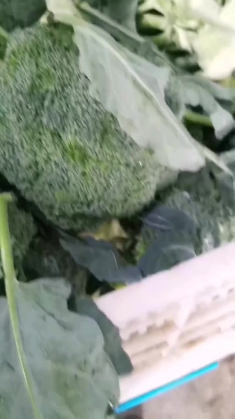 耐寒优秀西兰花