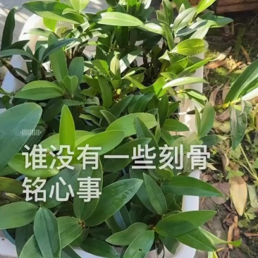 球花盆栽