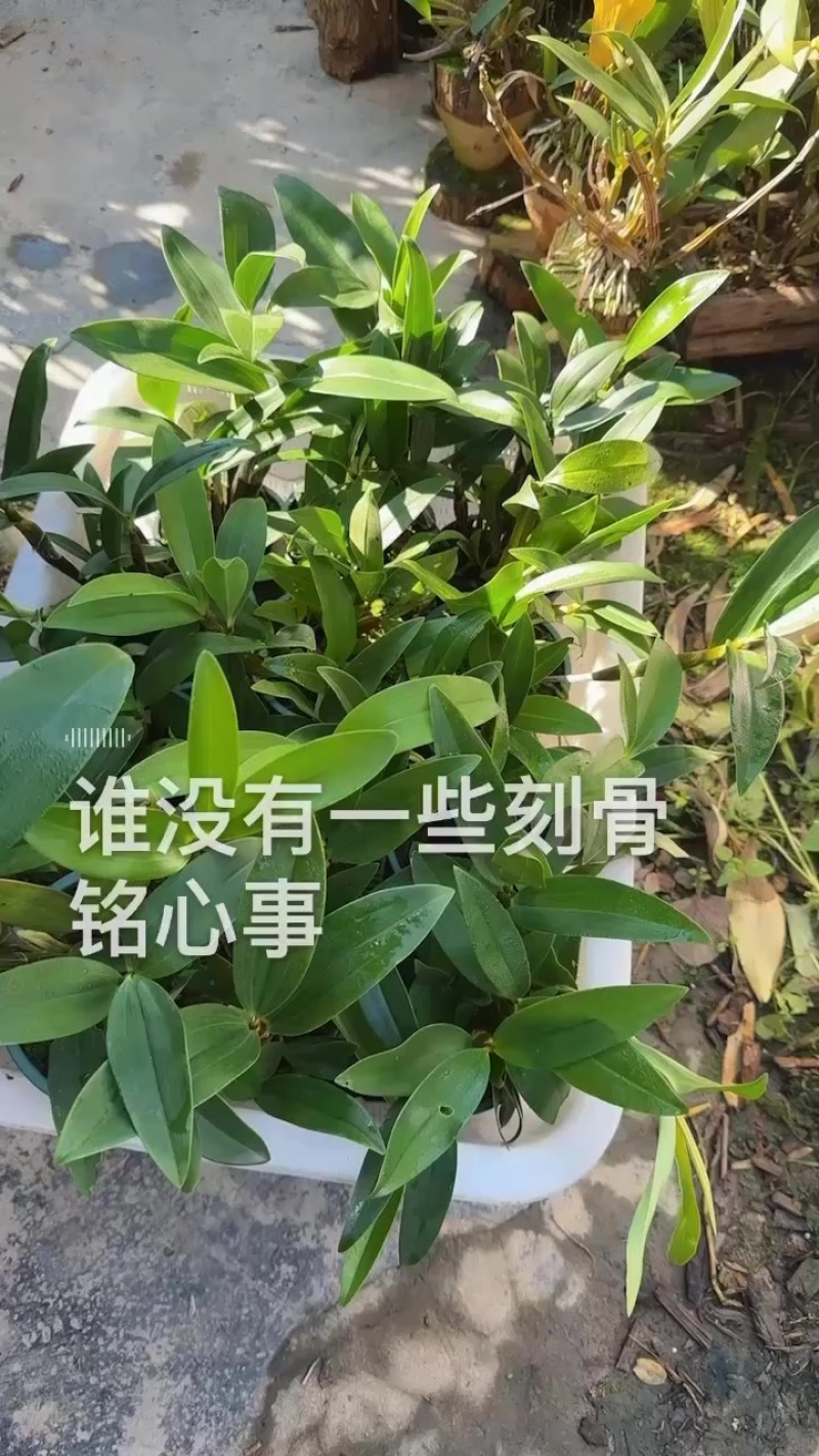球花盆栽