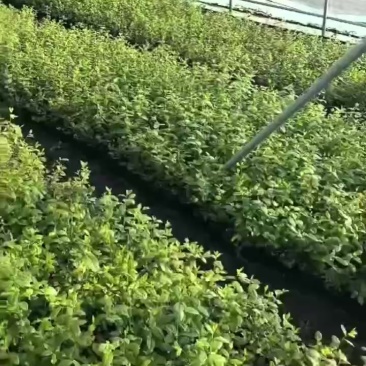 L25.F6出货大量纯组培苗可签合同发全国。