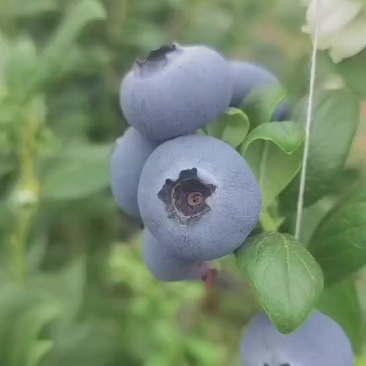 L25大棚蓝莓上市