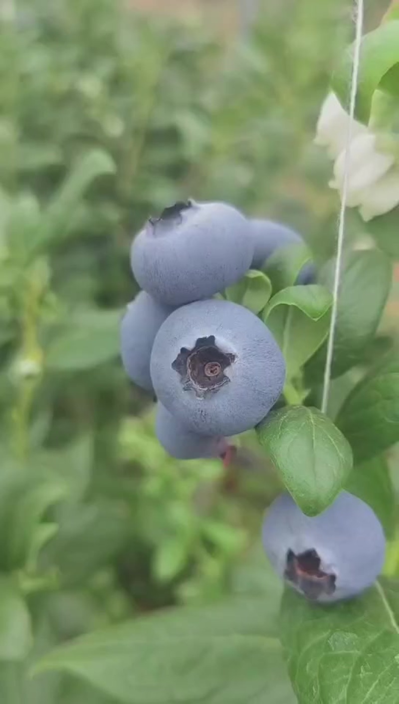 L25大棚蓝莓上市