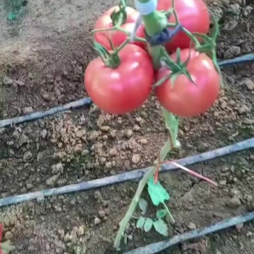 西红柿