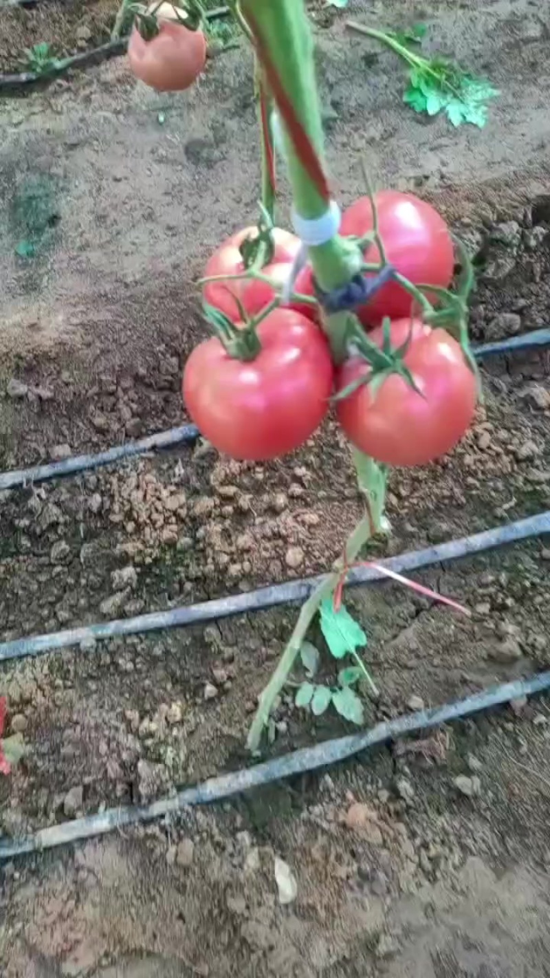 西红柿
