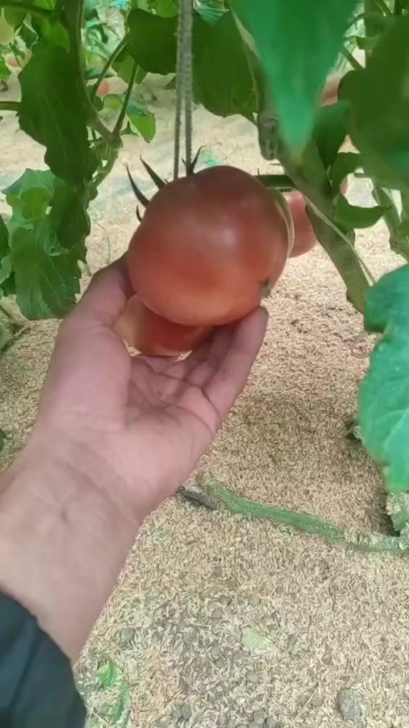 西红柿