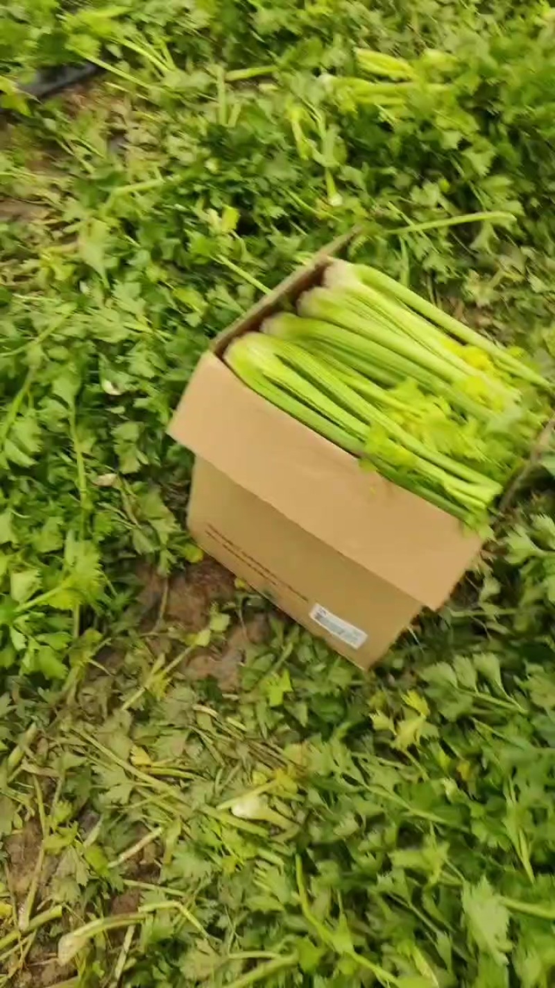 西芹继霞掉价
