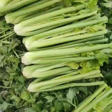 西芹继霞掉价