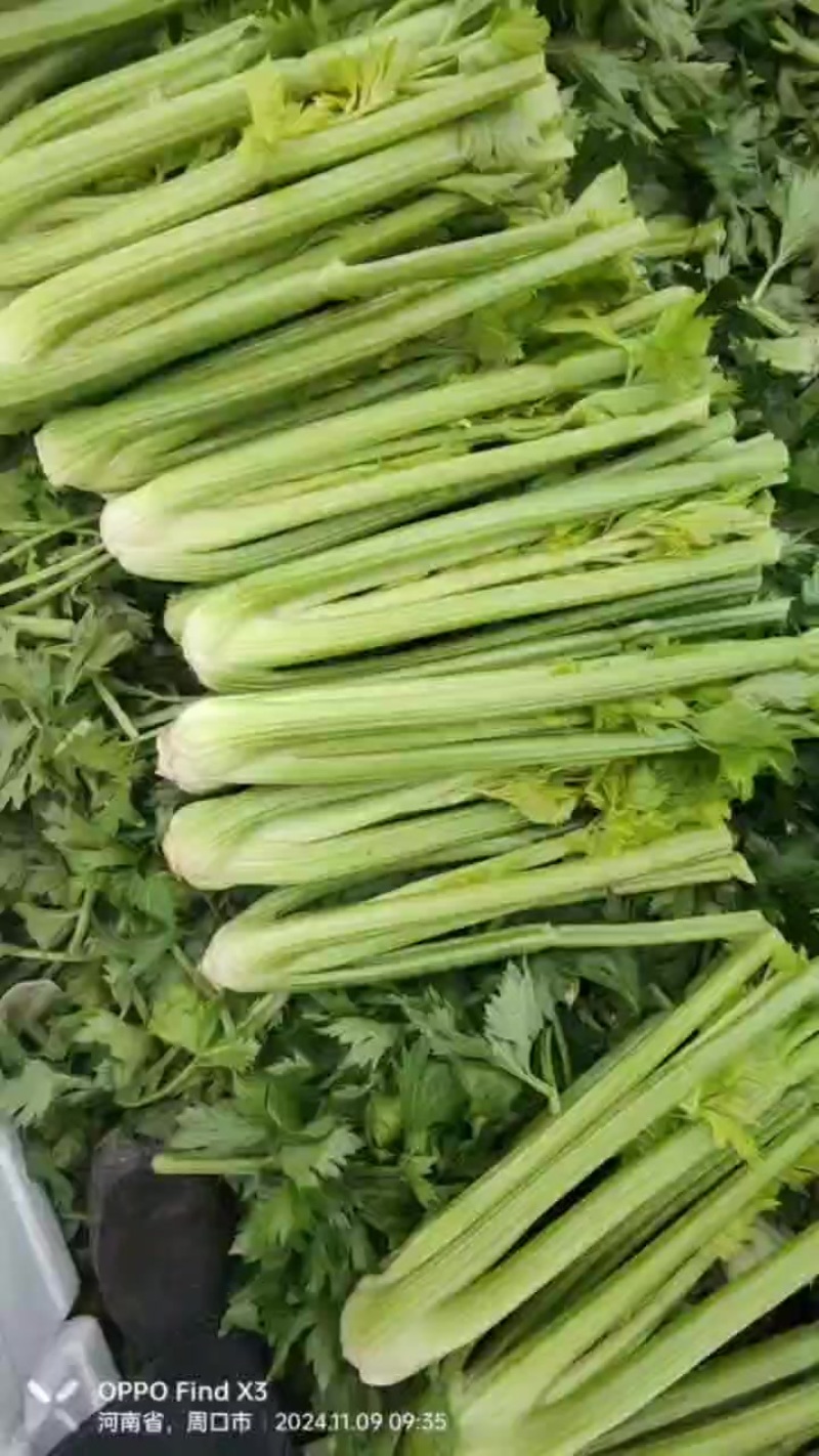 西芹继霞掉价