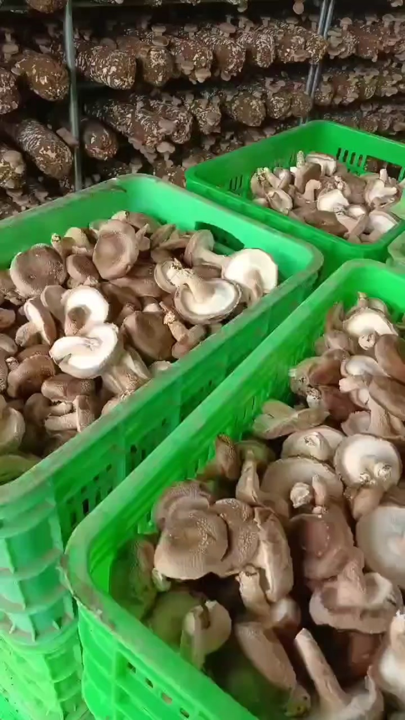 香菇