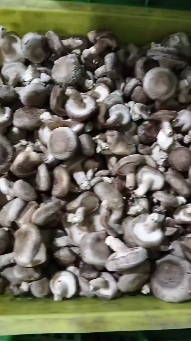 香菇