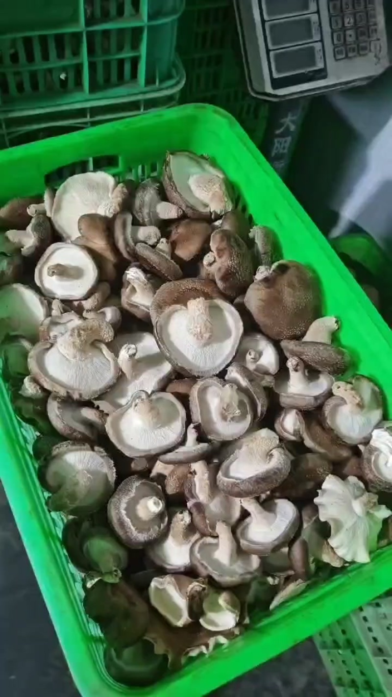 香菇
