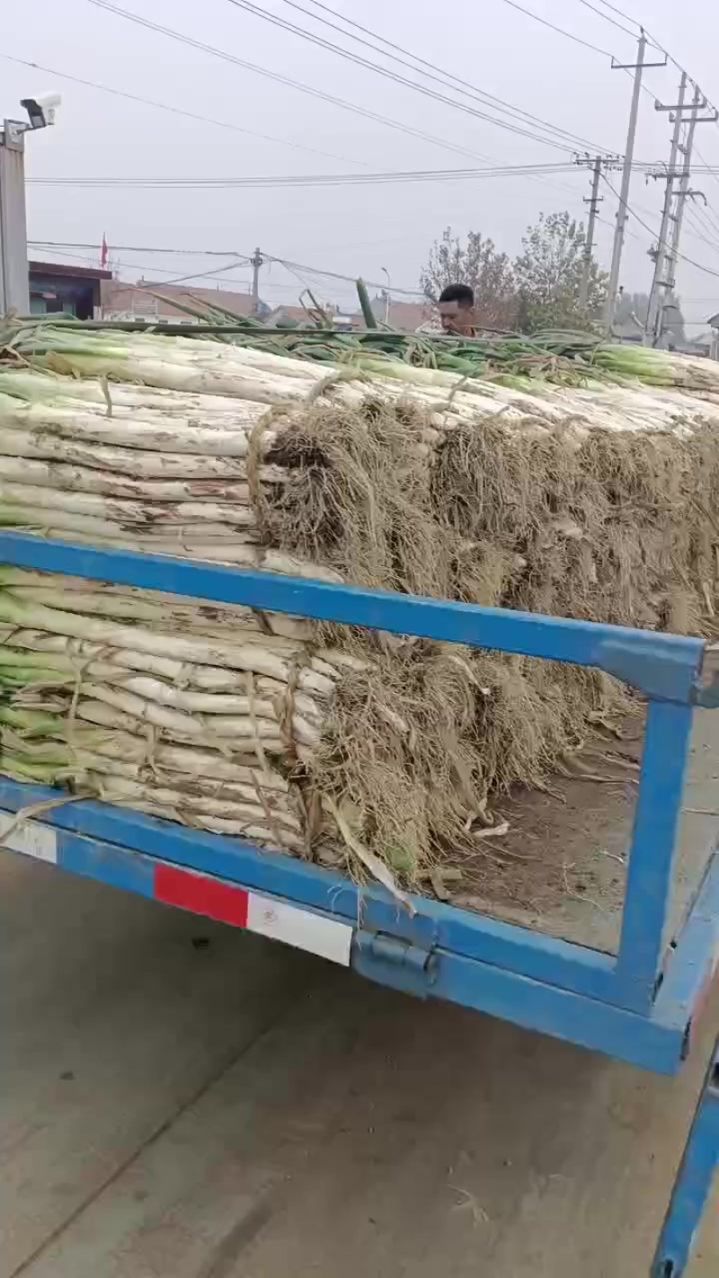 昌邑市长白大葱，产地直供大量供应，口感脆甜卖相好