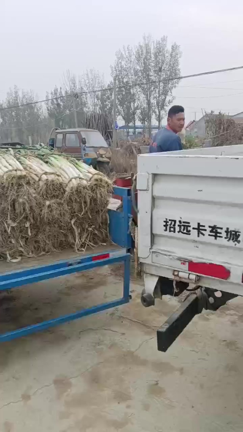 昌邑市长白大葱，产地直供大量供应，口感脆甜卖相好