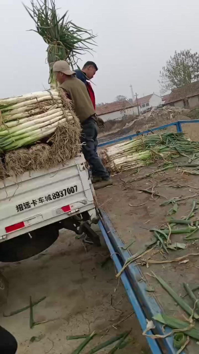 昌邑市长白大葱，产地直供大量供应，口感脆甜卖相好
