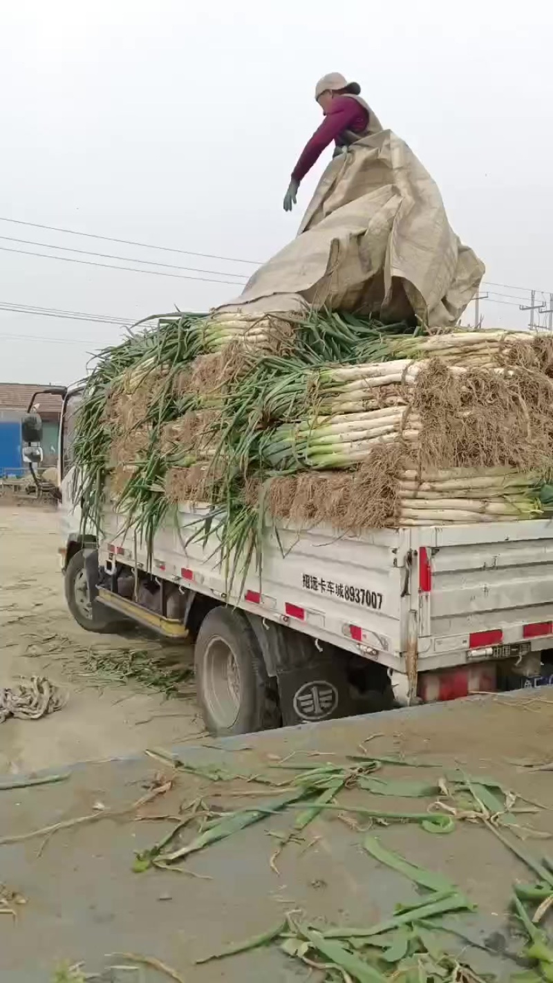 昌邑市长白大葱，产地直供大量供应，口感脆甜卖相好