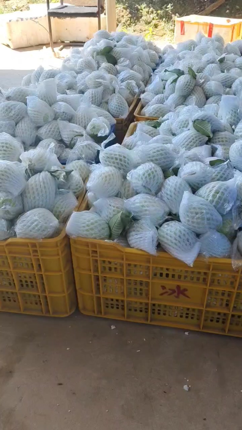 番石榴