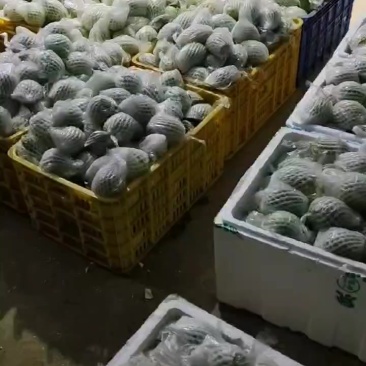 番石榴