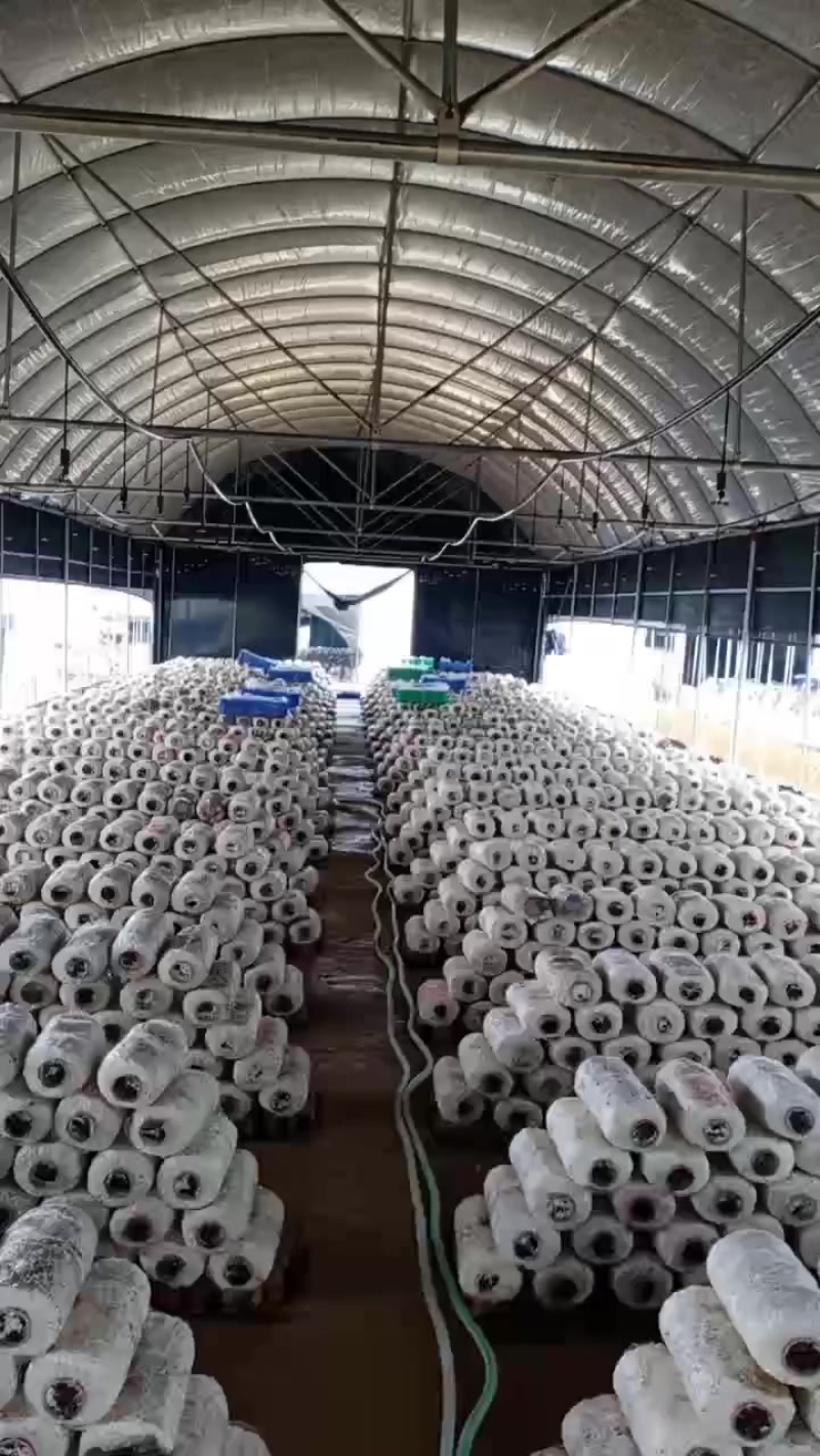 平菇菌包