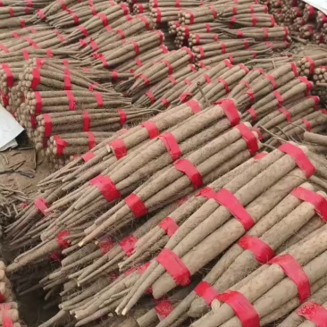 双棒山药，万亩基地，沙土地种植，全国各地都可以发货