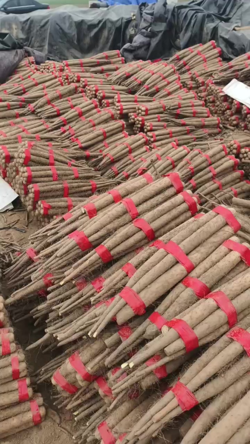 双棒山药，万亩基地，沙土地种植，全国各地都可以发货