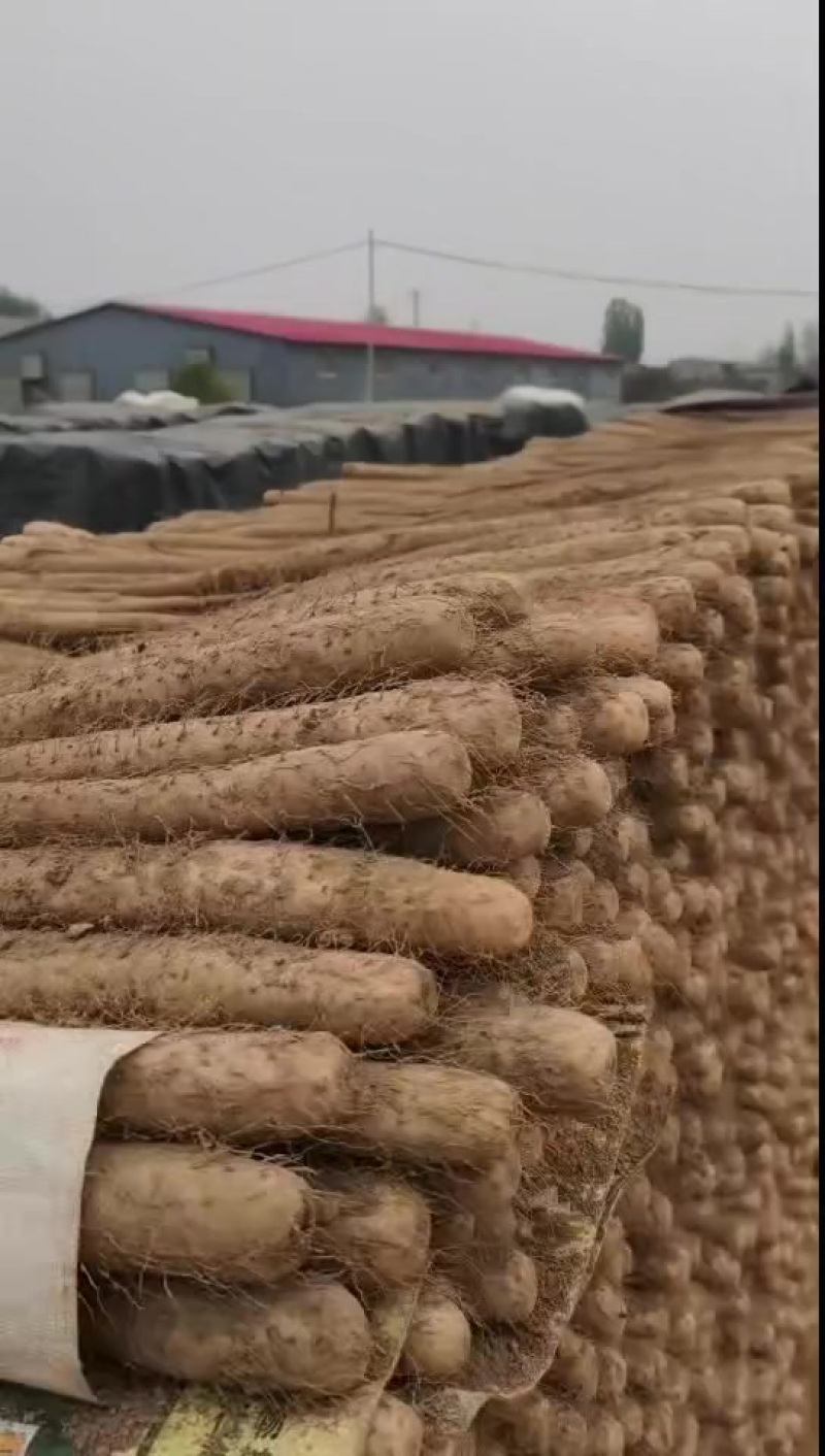双棒山药，万亩基地，沙土地种植，全国各地都可以发货