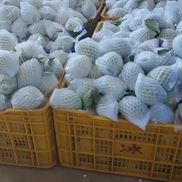 番石榴