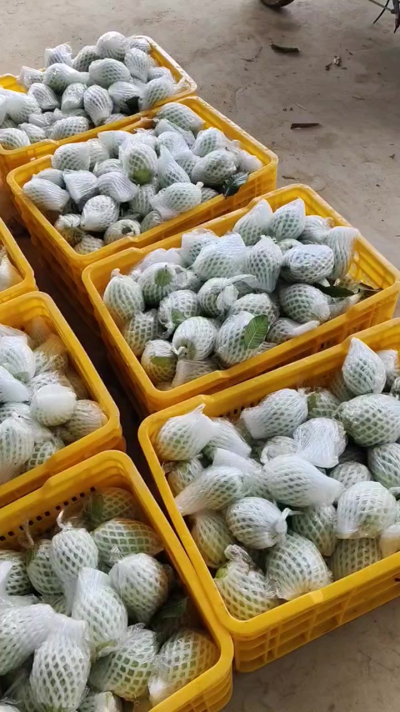 番石榴
