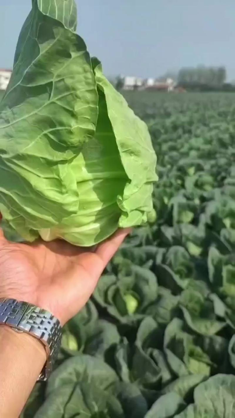甘蓝