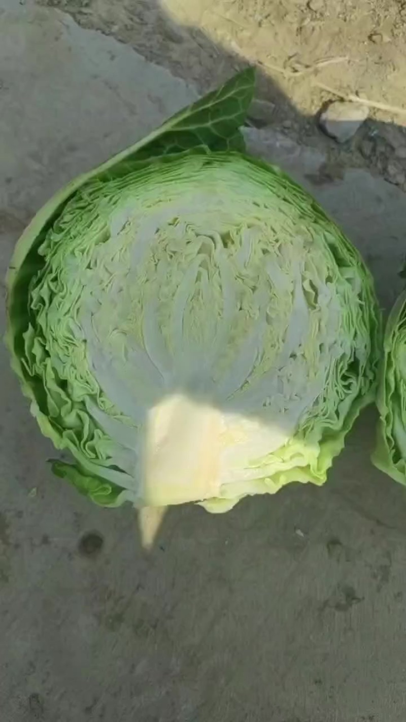 甘蓝