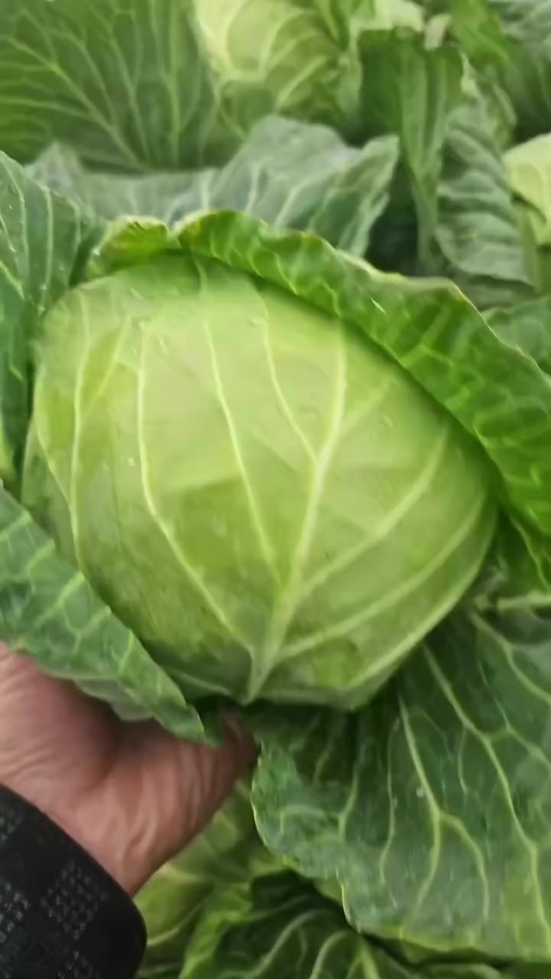 甘蓝