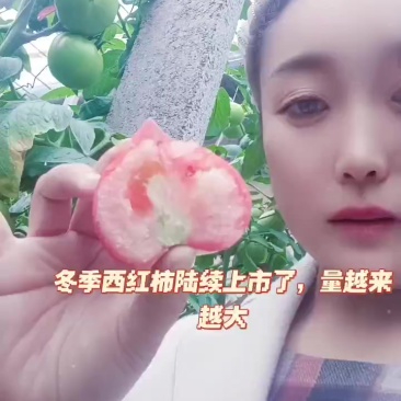 硬粉西红柿大量有货了
