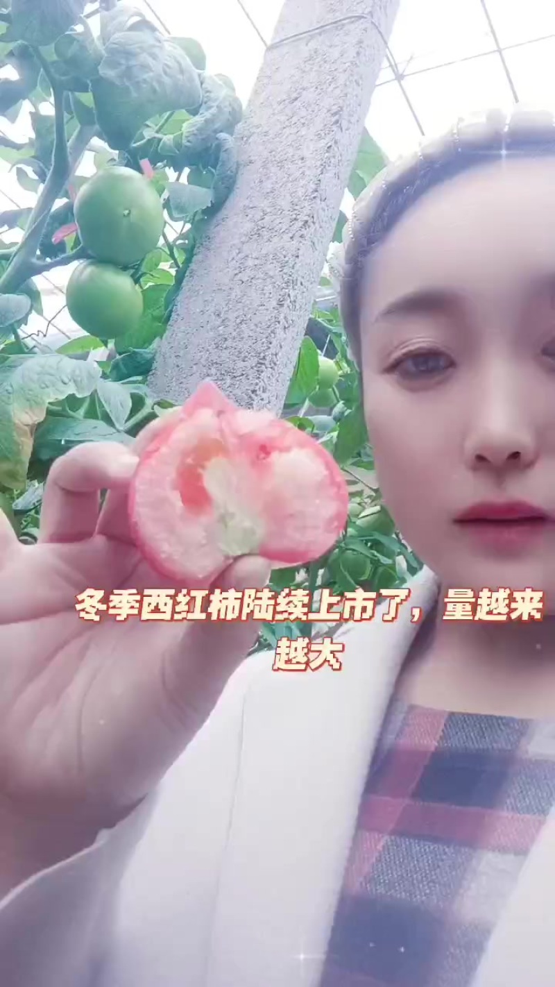 硬粉西红柿大量有货了