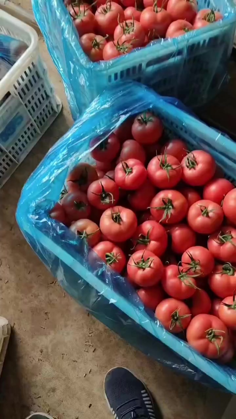 硬粉西红柿大量有货了