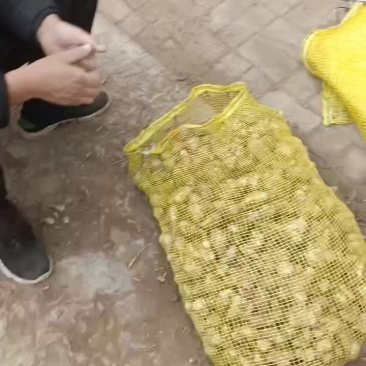 洋姜，鬼子姜，大量上市了中，有有需要老板联系我哦