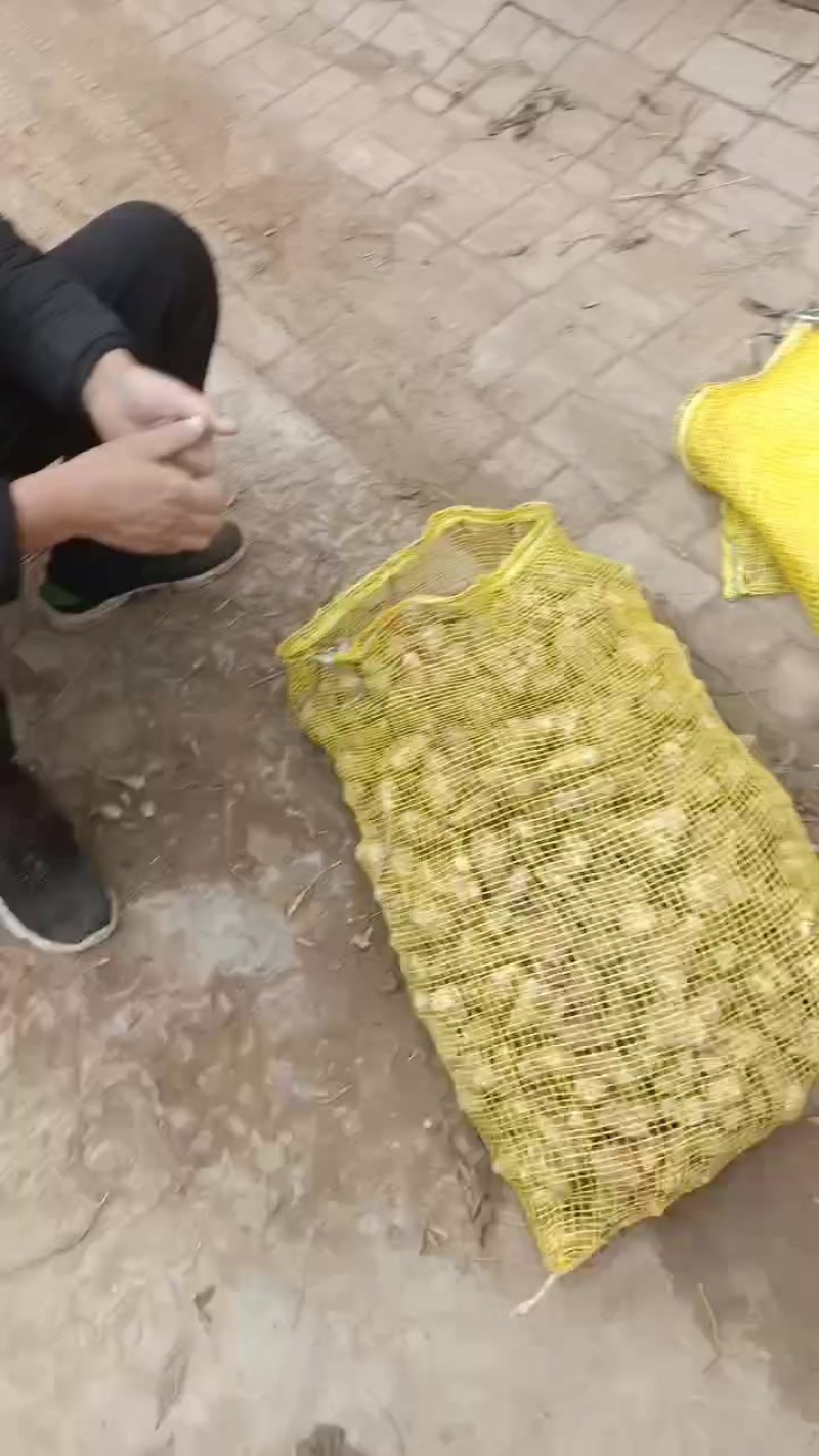 洋姜，鬼子姜，大量上市了中，有有需要老板联系我哦