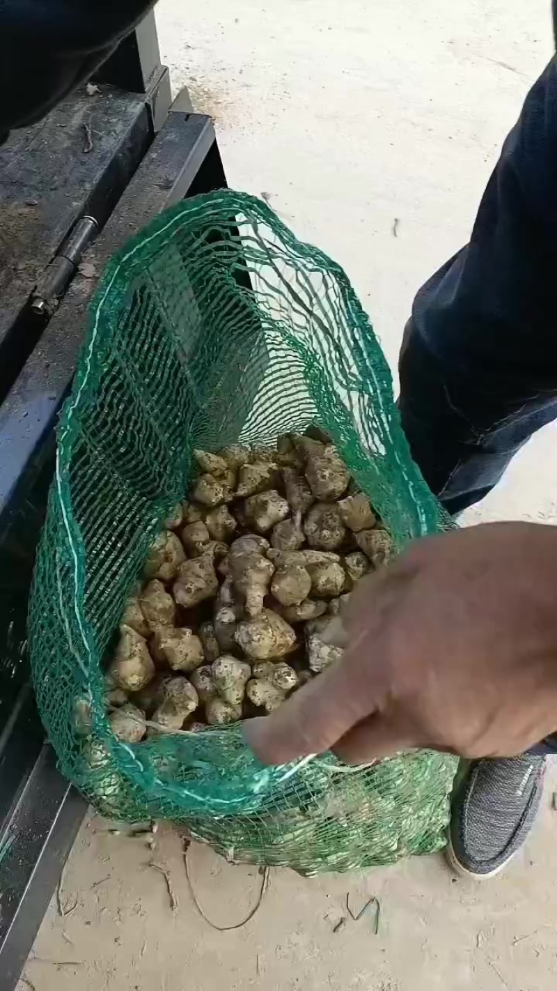洋姜，鬼子姜，大量上市了中，有有需要老板联系我哦