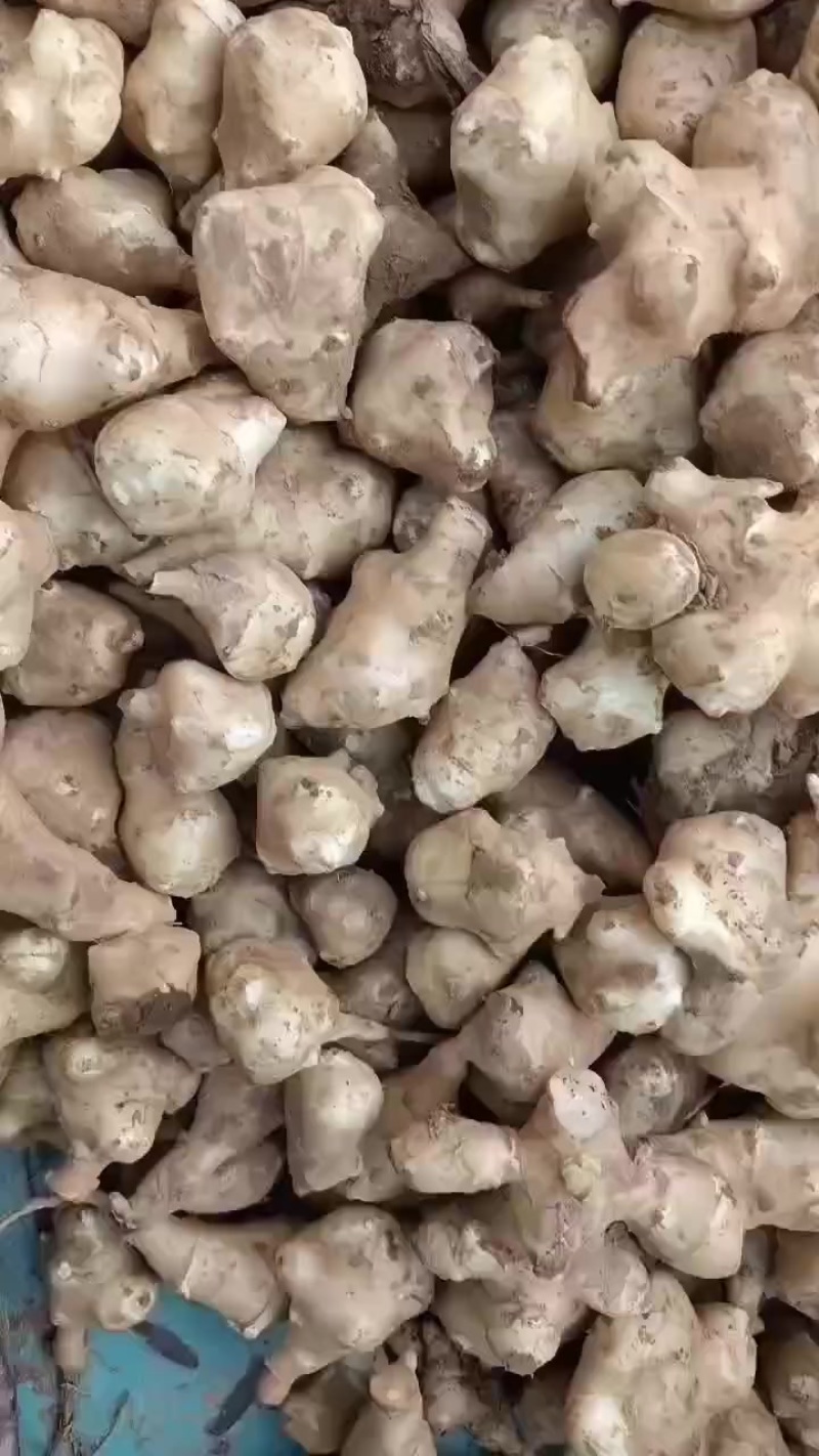 洋姜，鬼子姜，大量上市了中，有有需要老板联系我哦
