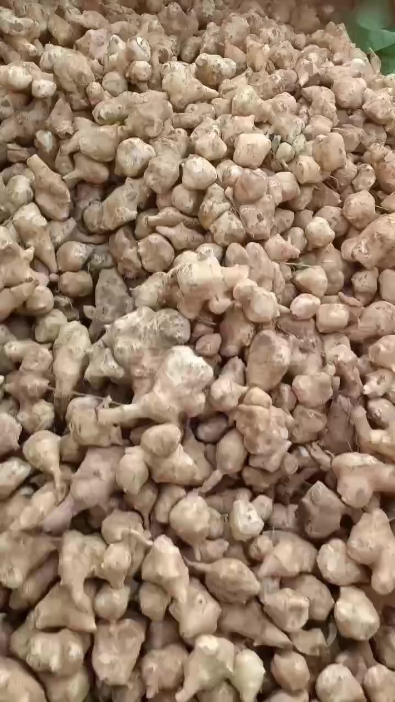 洋姜，鬼子姜，大量上市了中，有有需要老板联系我哦