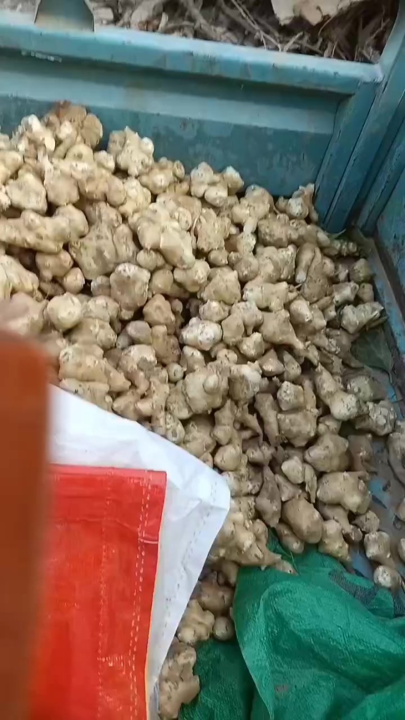 洋姜，鬼子姜，大量上市了中，有有需要老板联系我哦
