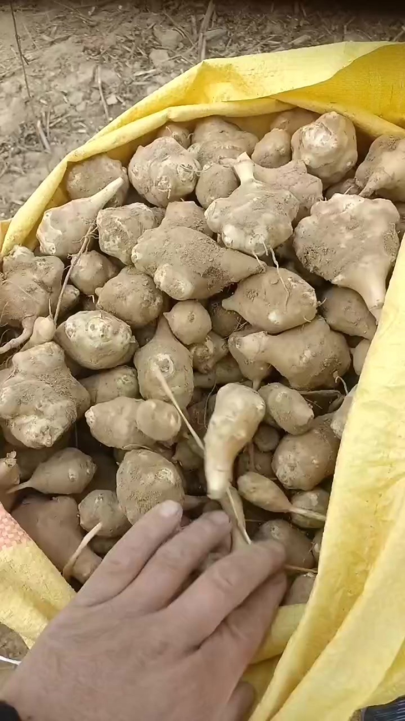 洋姜，鬼子姜，大量上市了中，有有需要老板联系我哦