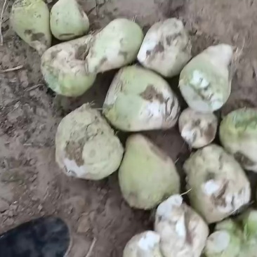 芥菜头大量上市中有需要老板联系我