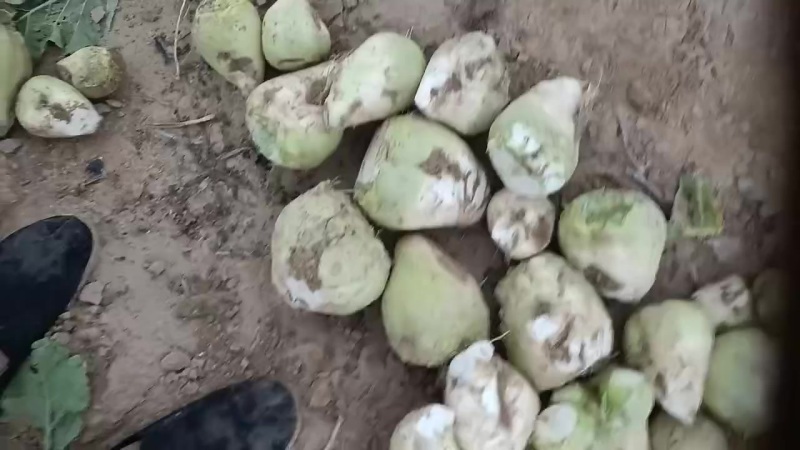 芥菜头大量上市中有需要老板联系我