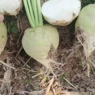 日本光头芥菜基地直供