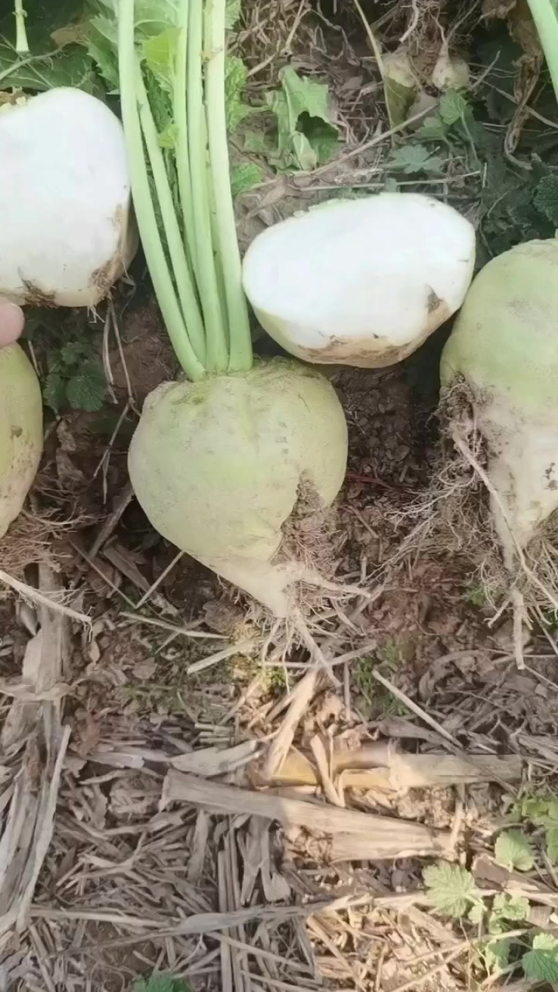 日本光头芥菜基地直供