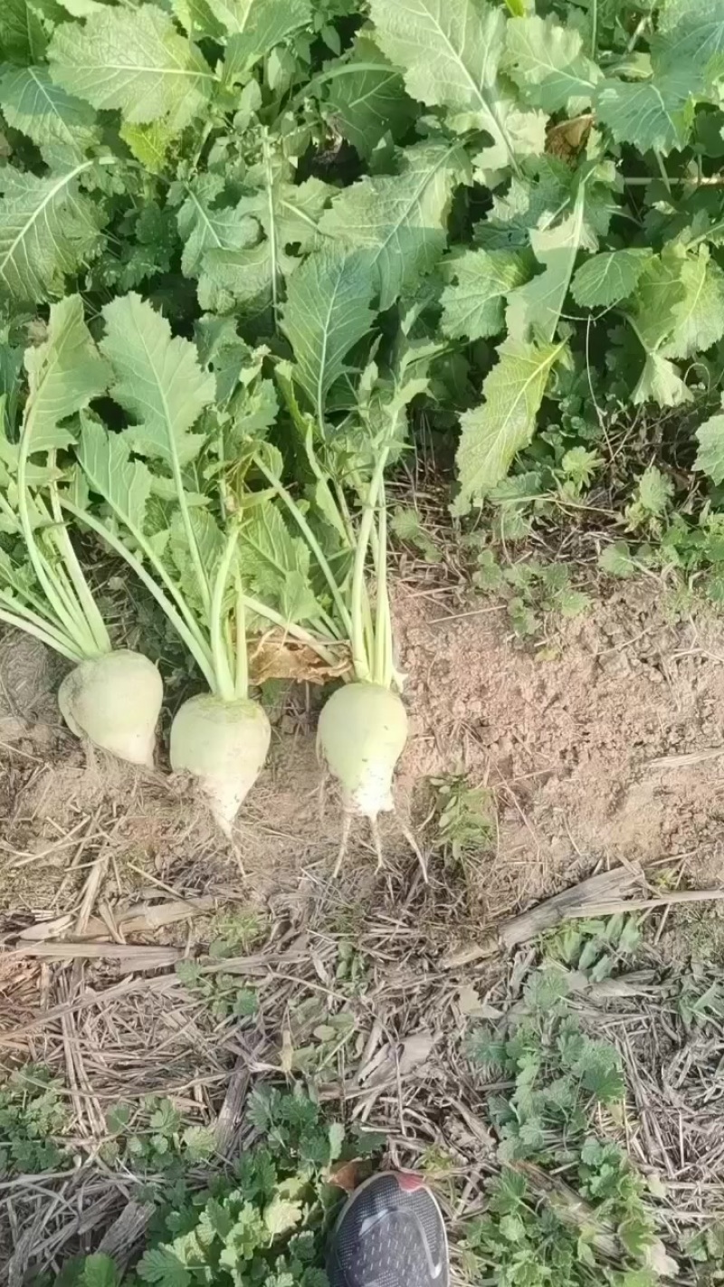 日本光头芥菜基地直供