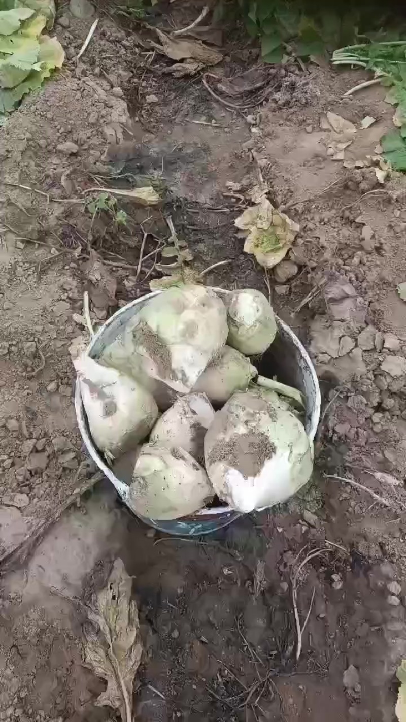 芥菜头大量上市中有需要老板联系我